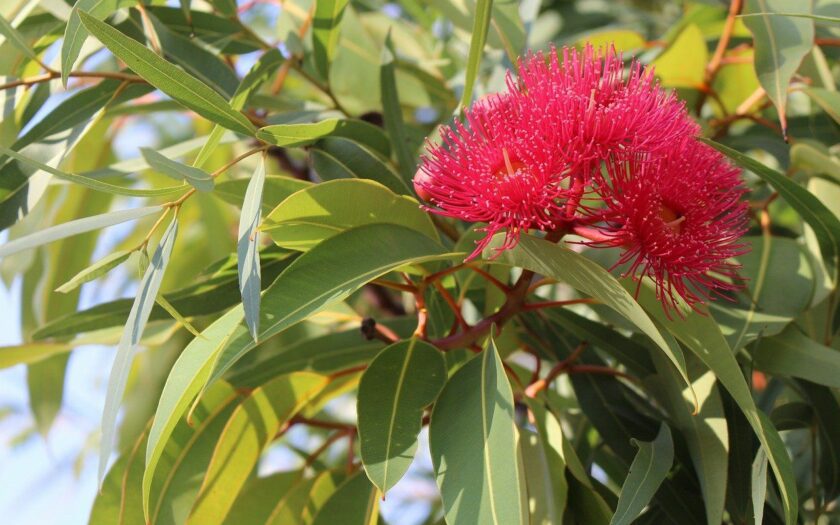 Eukalyptus zur Gewinnung von Eukalyptusöl