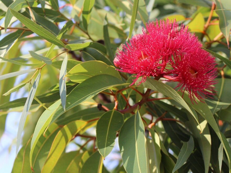 Eukalyptus zur Gewinnung von Eukalyptusöl