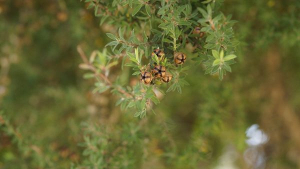 Teebaum Leptospermum Scoparium